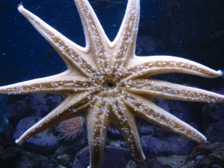 AquariumStarfish