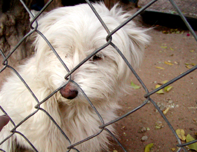 Dog_behind_fence
